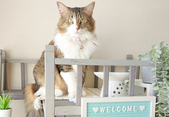 5 Best Cat Houses---the Ultimate Buying Guide