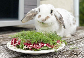 6 Best Indoor Rabbit Hutches---The Ultimate Buying Guide