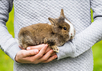 Frequently Questions About Cleaning A Rabbit Hutch
