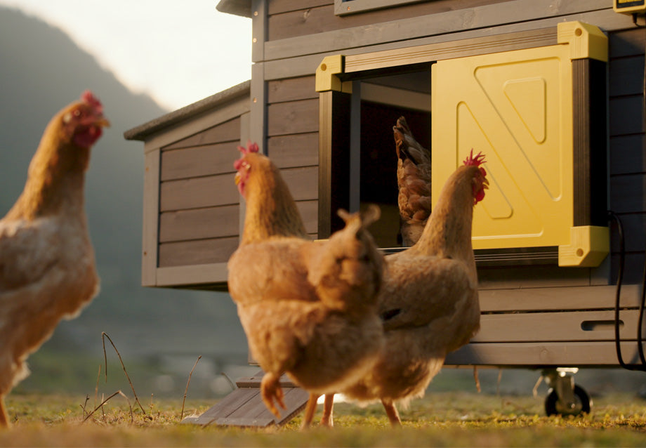 Best Automatic Chicken Coop Door in 2026: Top Picks & Buyer's Guide