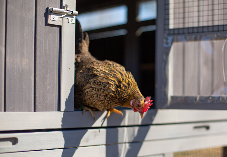 How to Clean a Chicken Coop and Keep It Odor-Free