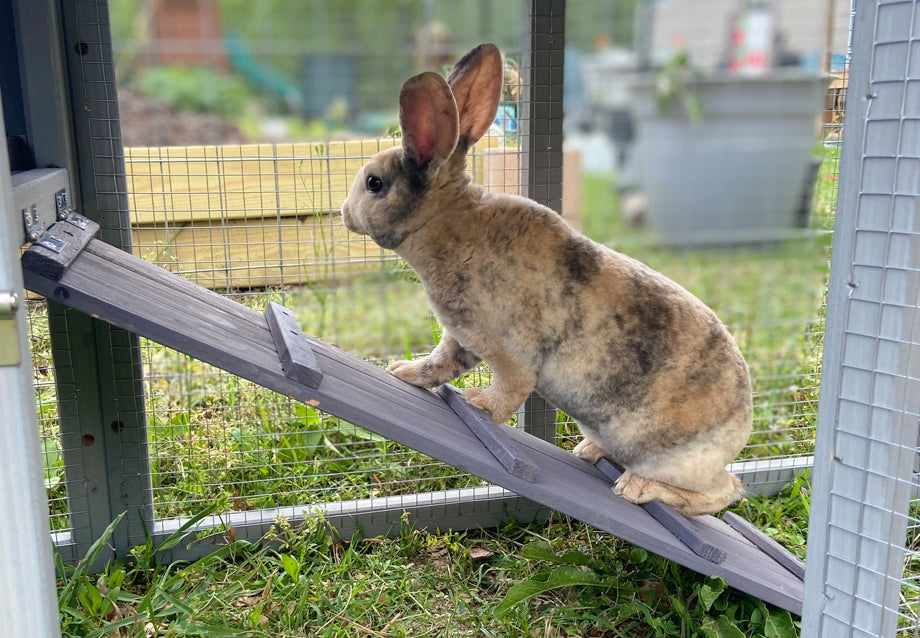 Best Outdoor Rabbit Hutch: Safe, Spacious Picks for 2026 – Aivituvin