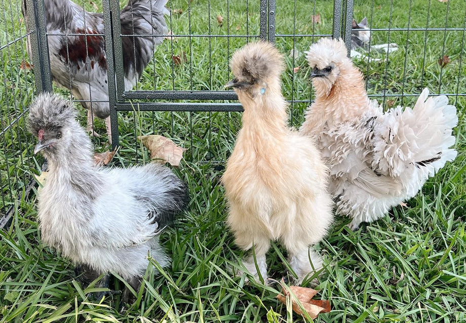 How Many Chickens Can I Have in NSW? Backyard Chicken Limits in Sydney