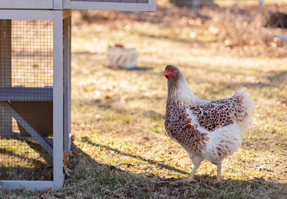 Do Chicken Coops Need Sun or Shade?