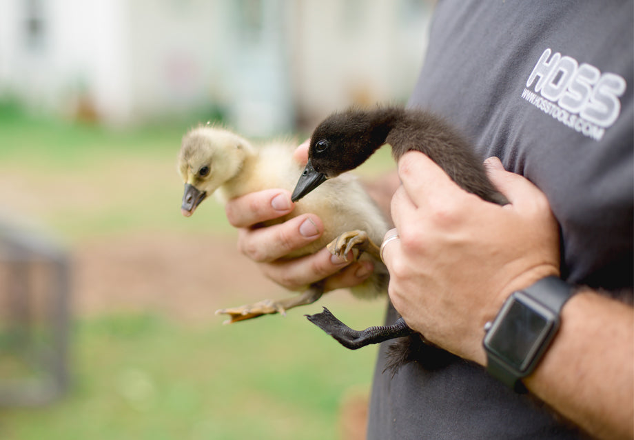 National Poultry Day: Why March 19 Matters for Chicken Keepers