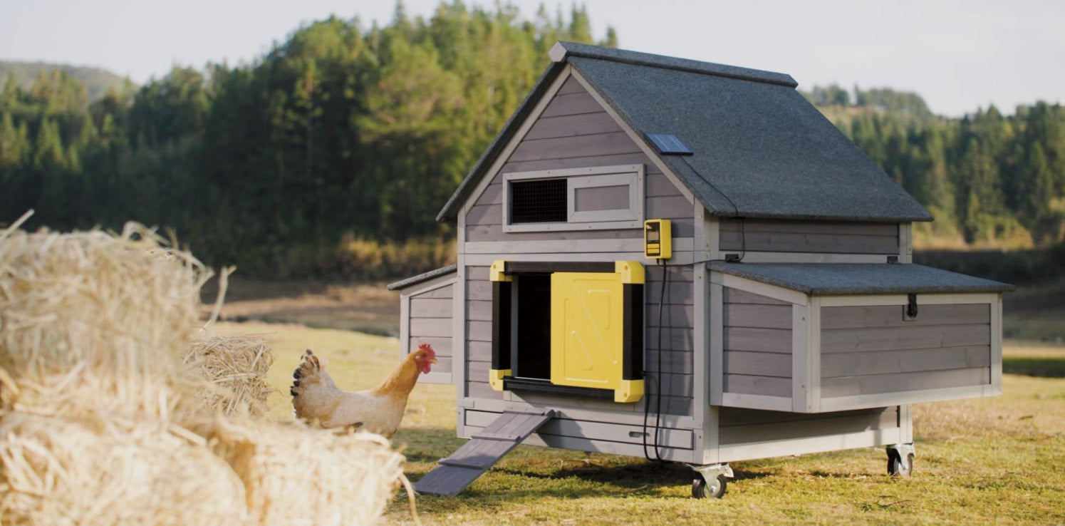 Best Chicken Coop Setups for Backyard Chickens (2026 Guide)