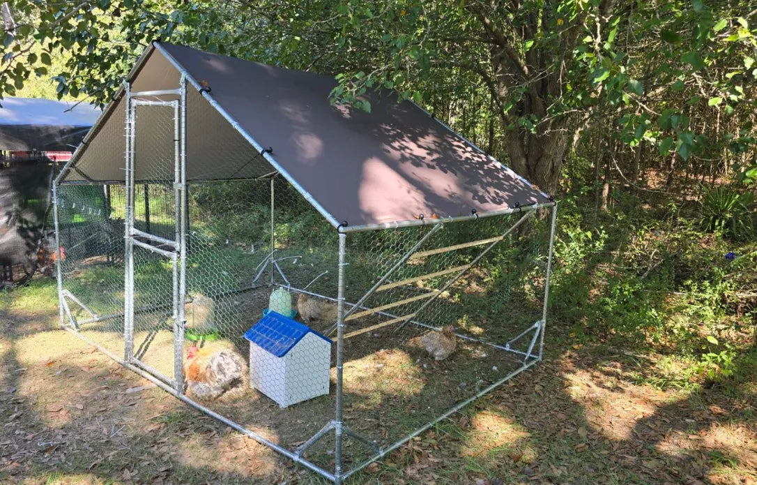 How Many Chickens Can I Have in NSW? Backyard Chicken Limits in Sydney