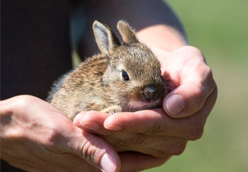 Is it Better for Pet Rabbits to Live Indoors or Outdoors？