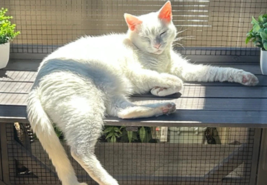 White cat lying on a metal surface with plants in the background
