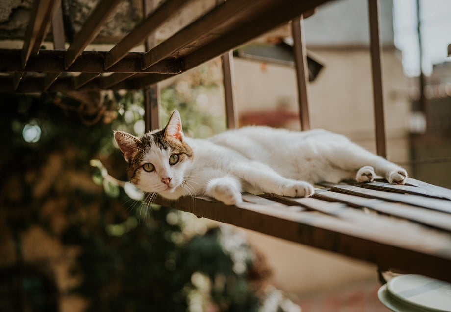 What Is a Catio