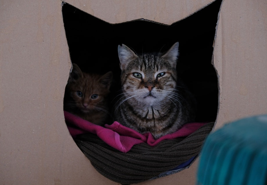 How to Build a DIY Outdoor Cat House