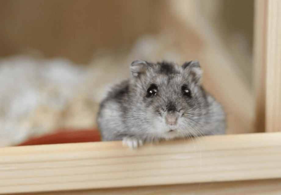 How to Take Care of a Hamster: A Beginner's Care Guide