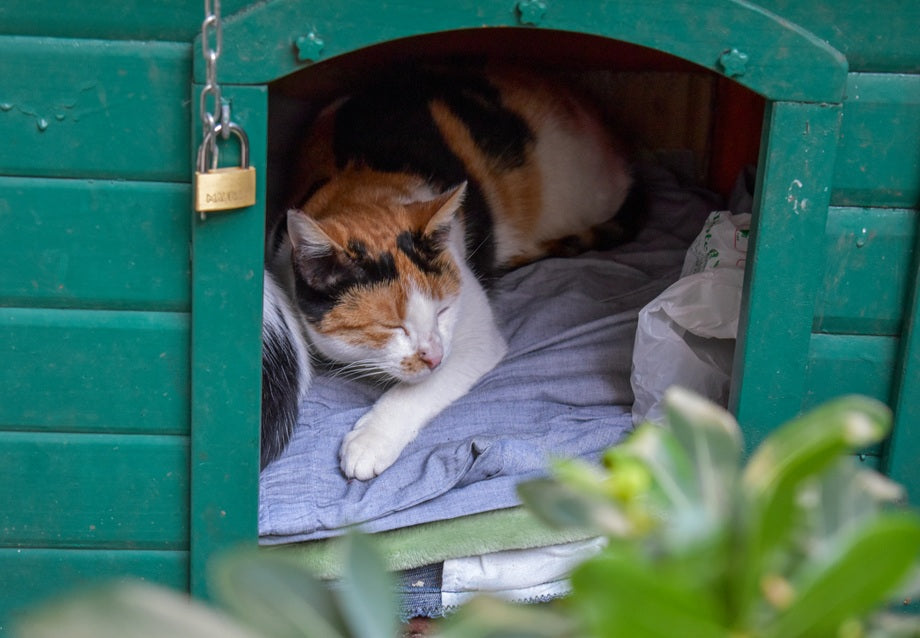Heated Cat House vs Insulated Cat House: What Does Your Cat Need?