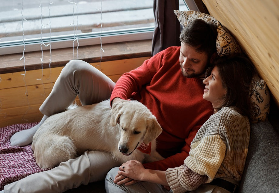 Heated Dog House Guide