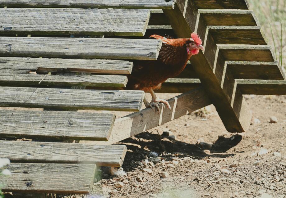 Cheap DIY Chicken Coop
