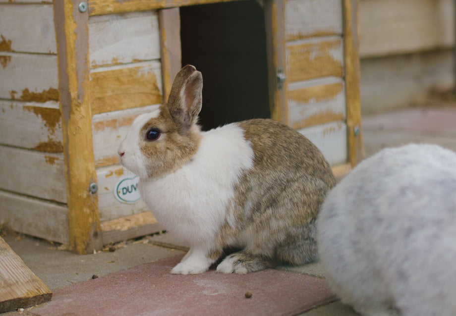  DIY Rabbit Hutch 