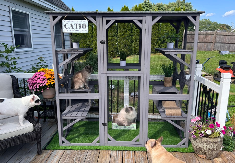 Large Catio Buying Guide: How to Find the Best Walk-In Setup
