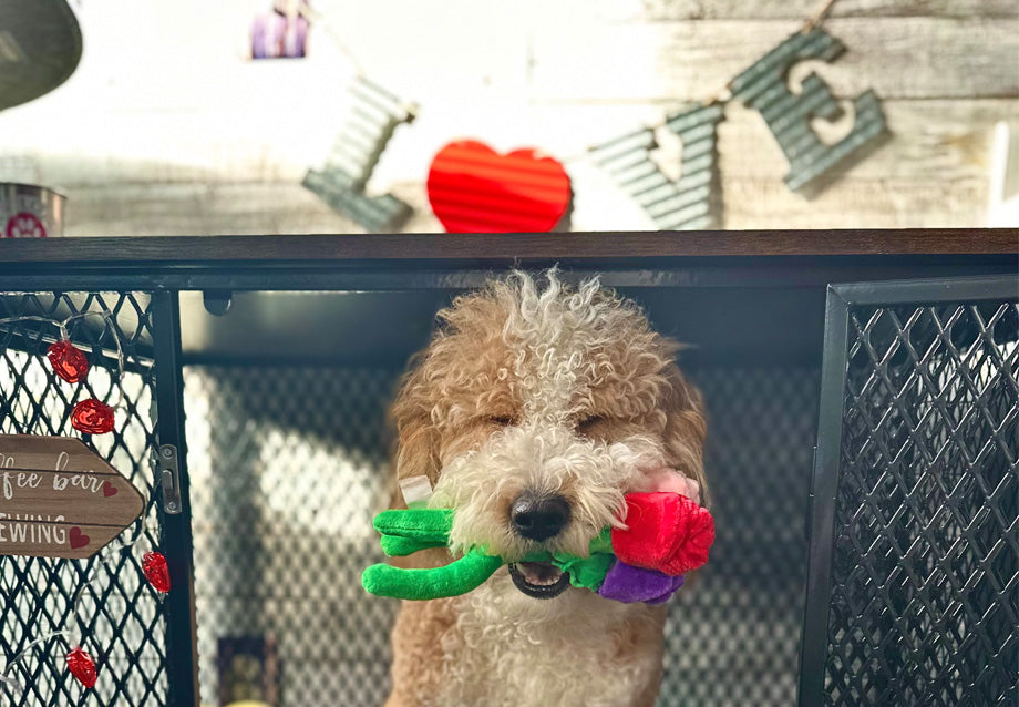 National Love Your Pet Day on February 20: Meaningful Ways to Celebrate