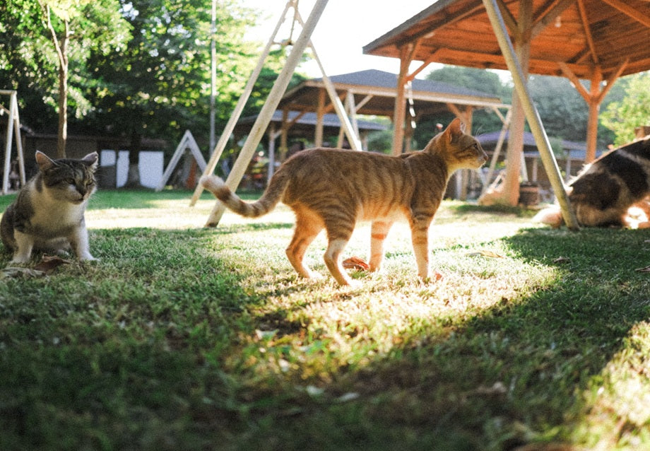 Outdoor Cat Enclosure Guide: Indoor vs Outdoor Cat Enclosures Compared