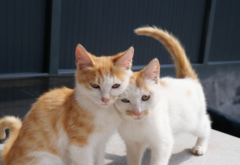 Outdoor Cat House for Multiple Cats