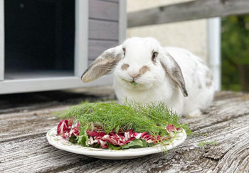 What Cages Sizes Are Suitable For Different Breeds Of Rabbits?