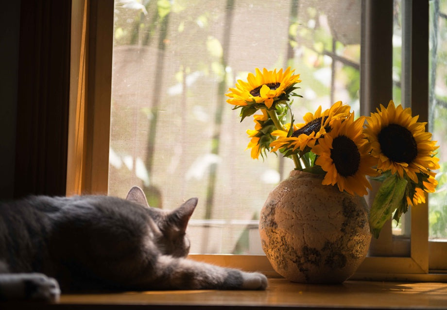 Window Catio